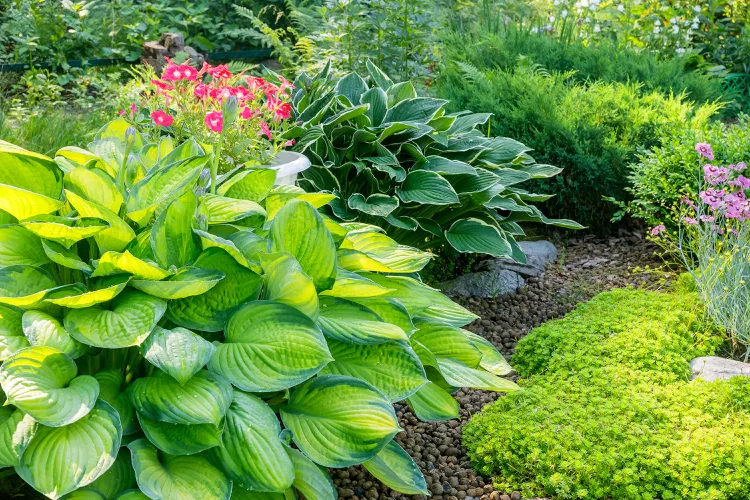 9 Ideal Companion Plants for Hostas (Including the Ones You Should Avoid